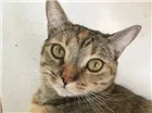 Gato raça SRD idade 2 anos nome Lizzy e Odin