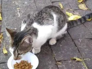 Gato raça SRD idade 2 a 6 meses nome Tigresa