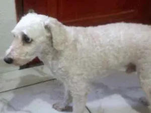 Cachorro raça Poodlu idade 6 ou mais anos nome Ronaldo 