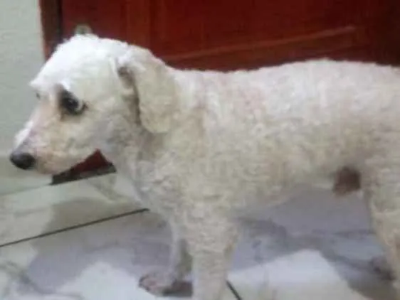 Cachorro ra a Poodlu idade 6 ou mais anos nome Ronaldo 