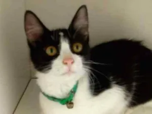 Gato raça srd idade 2 a 6 meses nome Xani