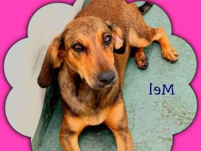 Cachorro raça srd idade 7 a 11 meses nome Mel 