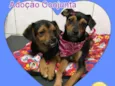 Barto/Catarina
