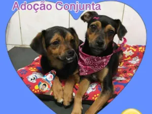 Cachorro raça srd idade 1 ano nome Barto/Catarina