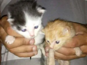 Gato raça SRD idade Abaixo de 2 meses nome Sem nome