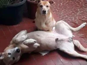 Cachorro raça SRD idade  nome Não Sei