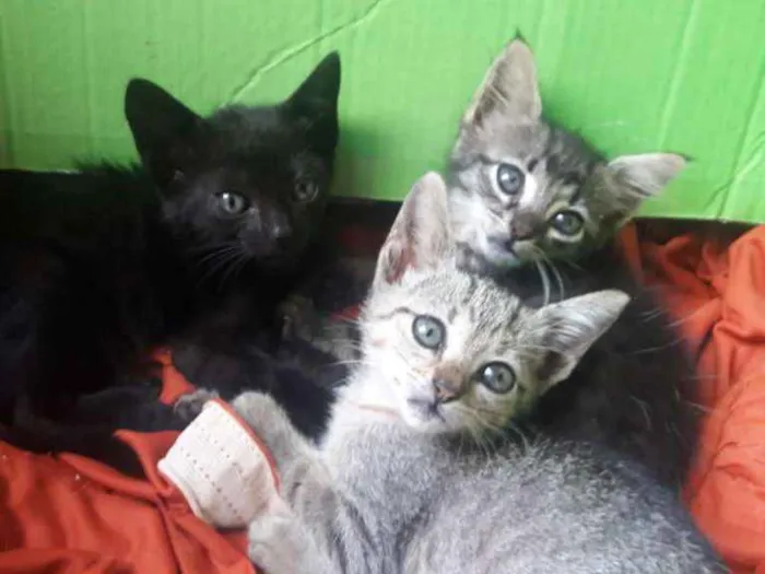 Gato ra a SRD idade 2 a 6 meses nome Irmãos 