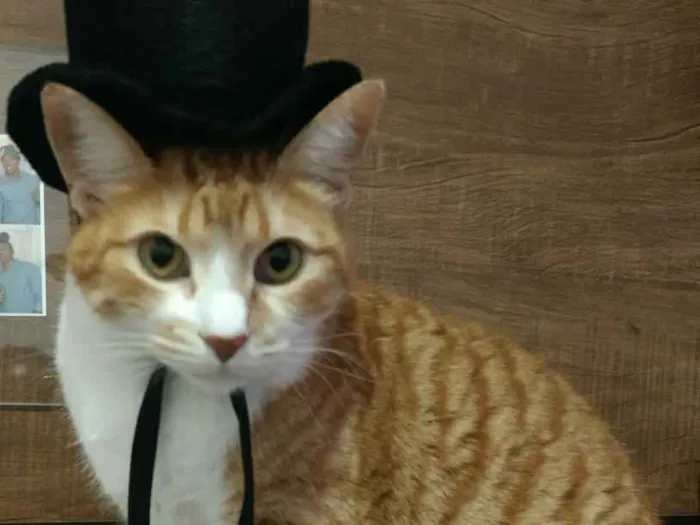 Gato ra a srd idade 5 anos nome Sophi