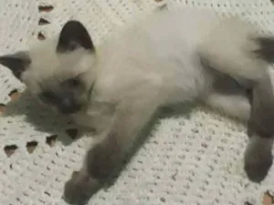 Gato raça sem raça idade Abaixo de 2 meses nome Filhotes