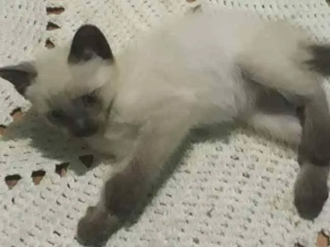 Gato ra a sem raça idade Abaixo de 2 meses nome Filhotes