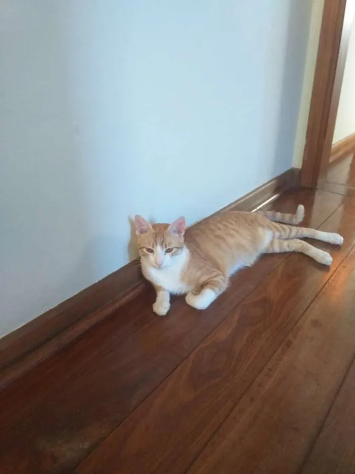 Gato raça  idade 7 a 11 meses nome Peteleco