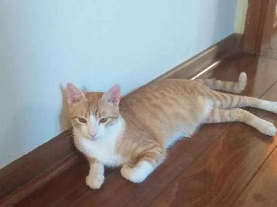 Gato raça  idade 7 a 11 meses nome Peteleco