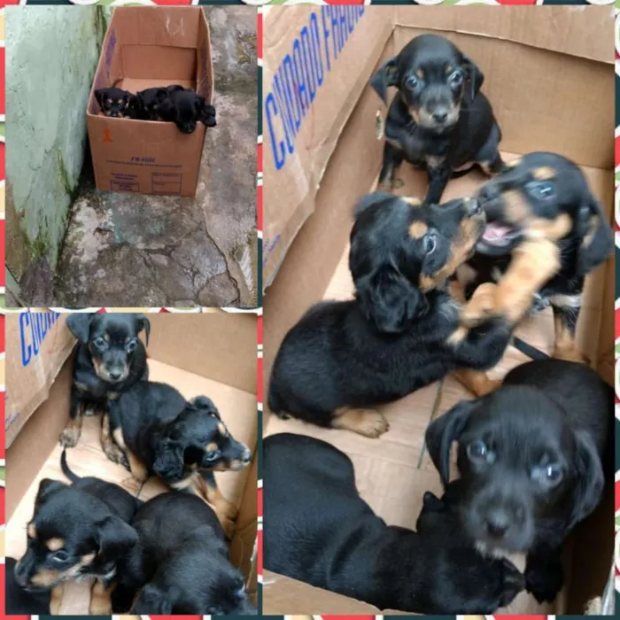 Cachorro ra a Vira lata idade 2 a 6 meses nome Filhotinho 1