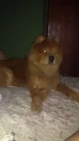 Simba