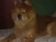 Simba