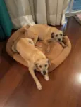 Nina e Teca