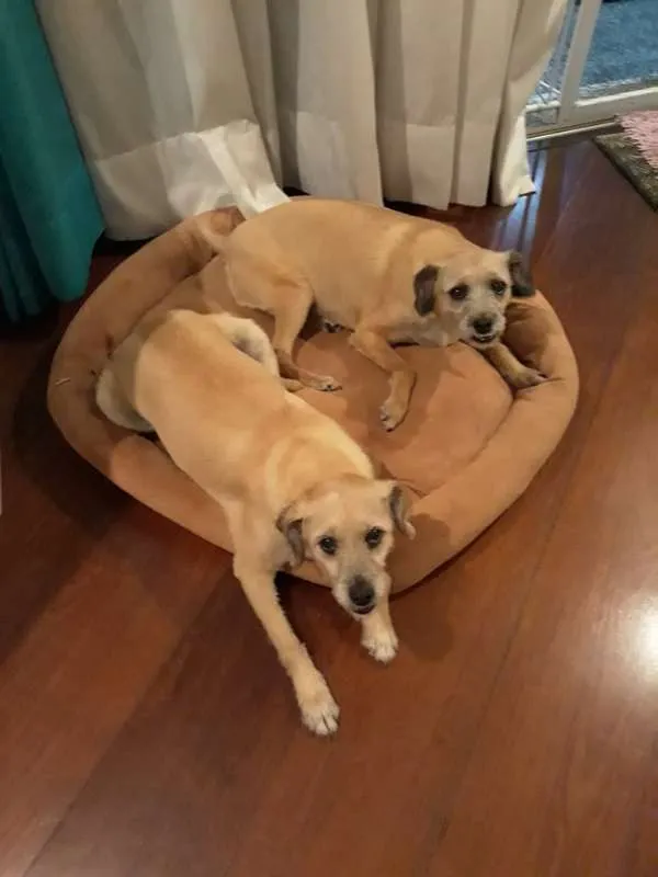 Cachorro ra a SRD idade 6 ou mais anos nome Nina e Teca