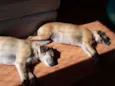 Nina e Teca