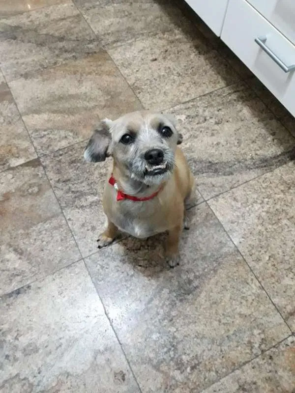 Cachorro ra a SRD idade 6 ou mais anos nome Nina e Teca