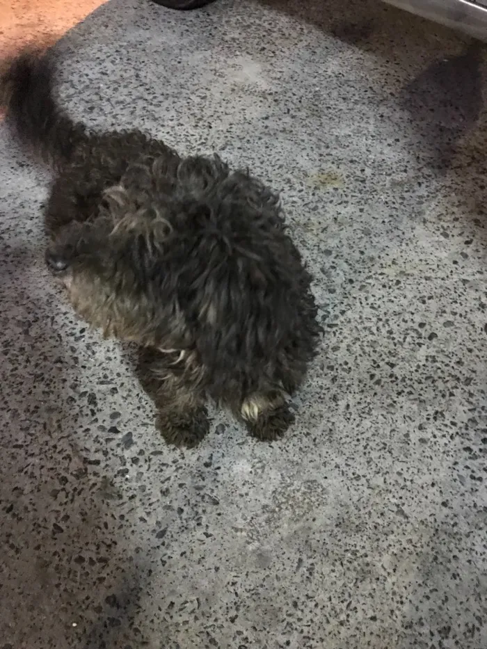 Cachorro ra a Poodle  idade 2 anos nome Bob