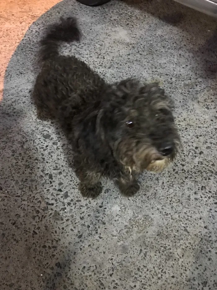 Cachorro ra a Poodle  idade 2 anos nome Bob