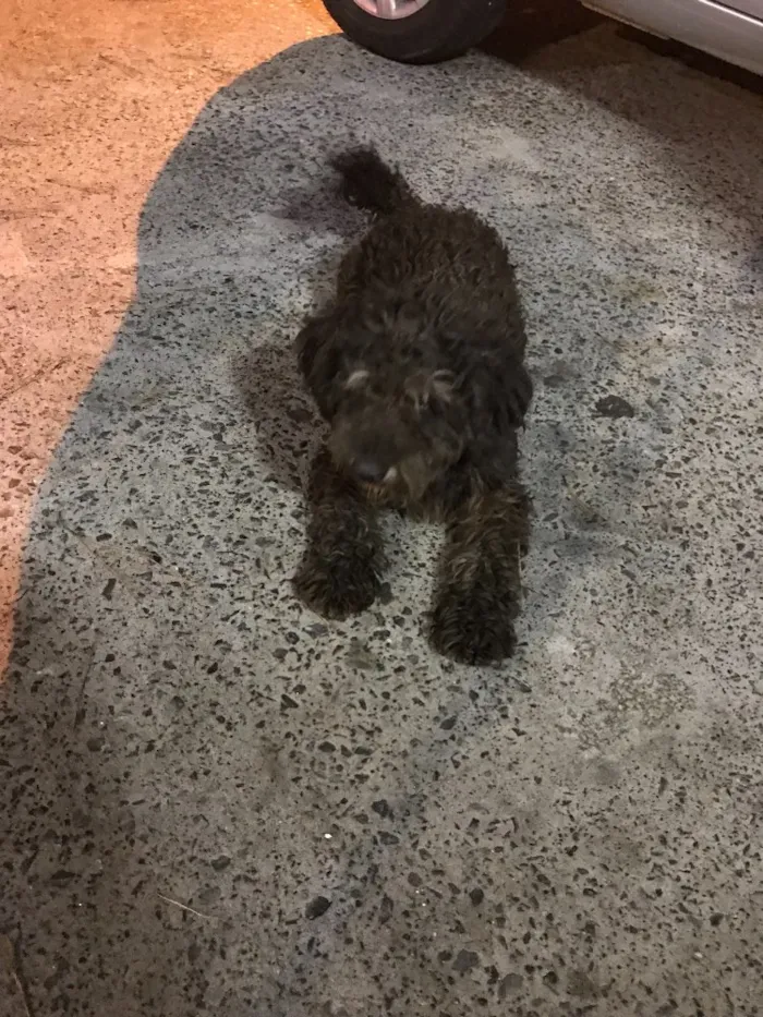 Cachorro ra a Poodle  idade 2 anos nome Bob