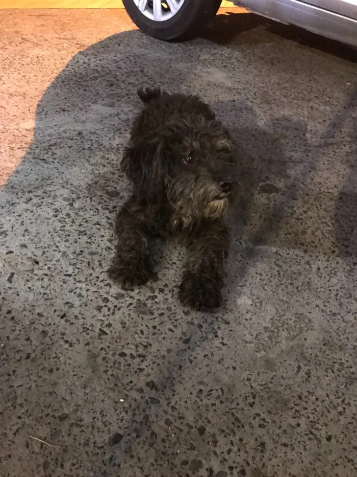 Cachorro ra a Poodle  idade 2 anos nome Bob