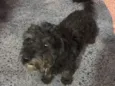 Bob