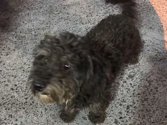 Cachorro ra a Poodle  idade 2 anos nome Bob
