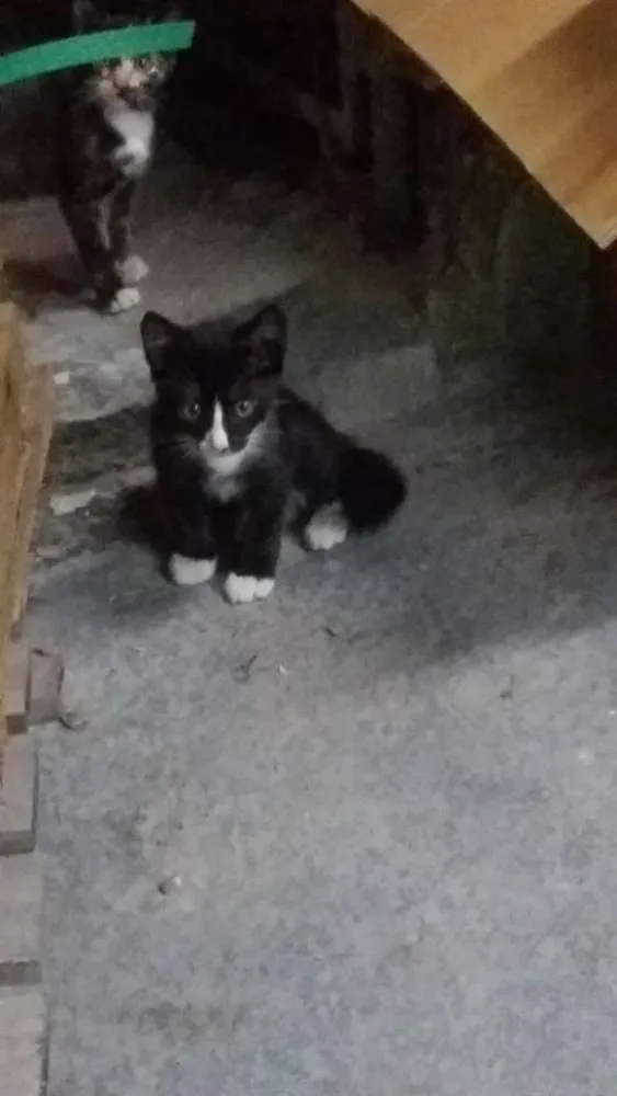 Gato raça Siames idade Abaixo de 2 meses nome Sem nome