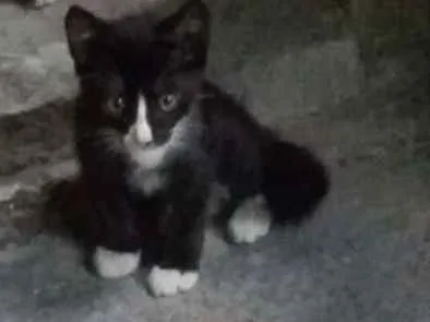 Gato raça Siames idade Abaixo de 2 meses nome Sem nome