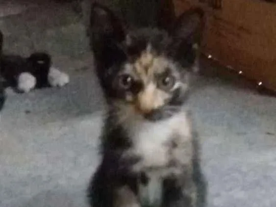 Gato raça Siames idade Abaixo de 2 meses nome Sem nome