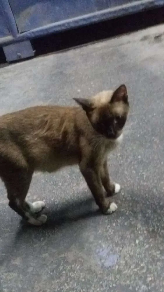 Gato raça Siames idade 1 ano nome Sem nome