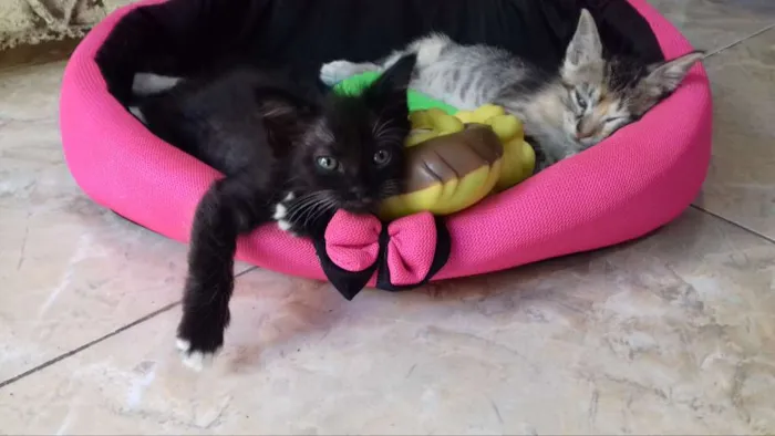 Gato ra a Misturado idade  nome Sem nome