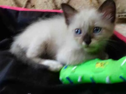 Gato ra a  idade 2 a 6 meses nome Sem nome