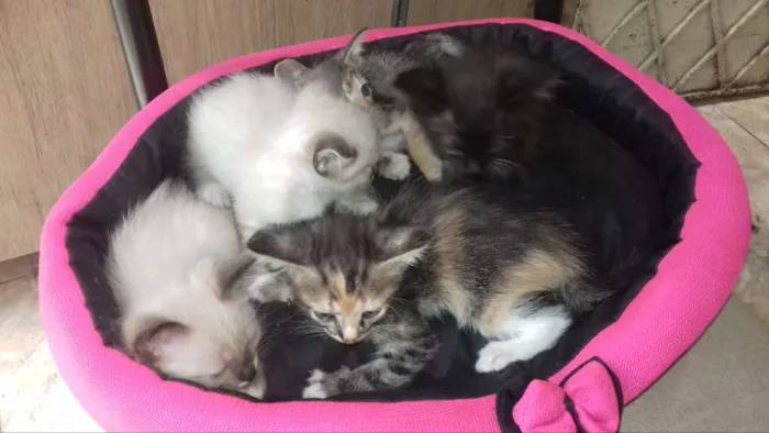 Gato ra a Misturado idade  nome Sem nome