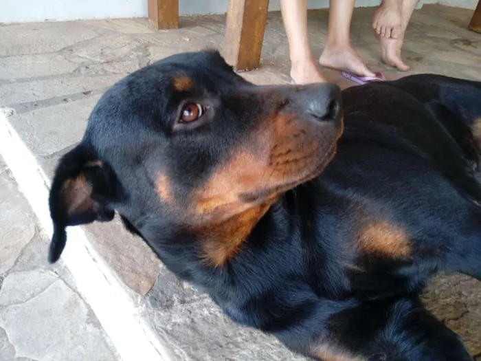 Cachorro ra a hotwailler idade 4 anos nome Kaya