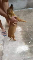 Estopa