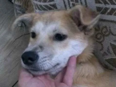 Cachorro raça Vira-lata  idade 2 a 6 meses nome Jhon