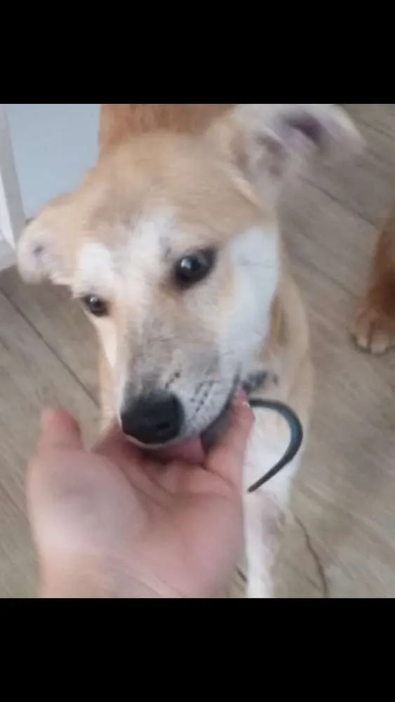 Cachorro raça Vira-lata  idade 2 a 6 meses nome Jhon