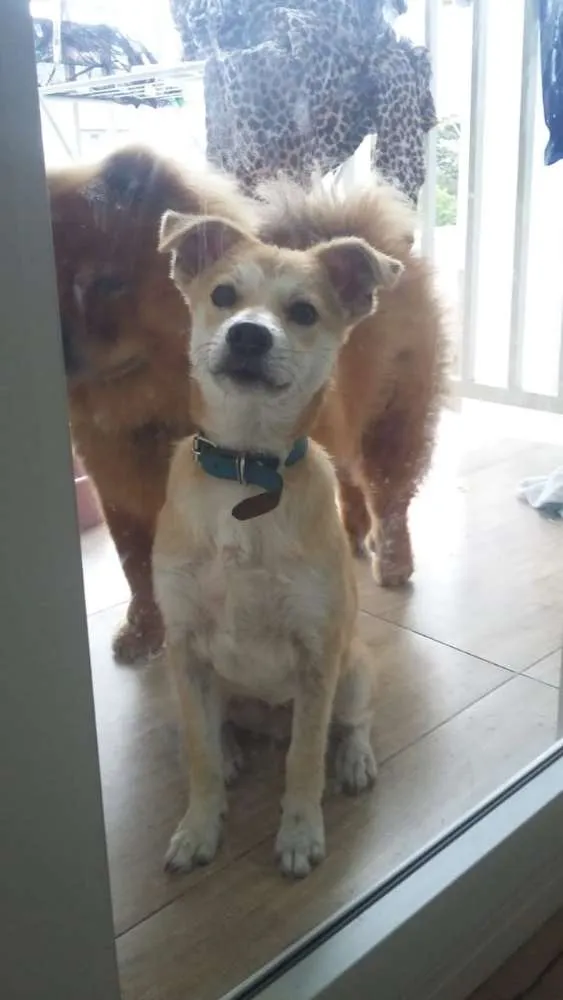 Cachorro raça Vira-lata  idade 2 a 6 meses nome Jhon