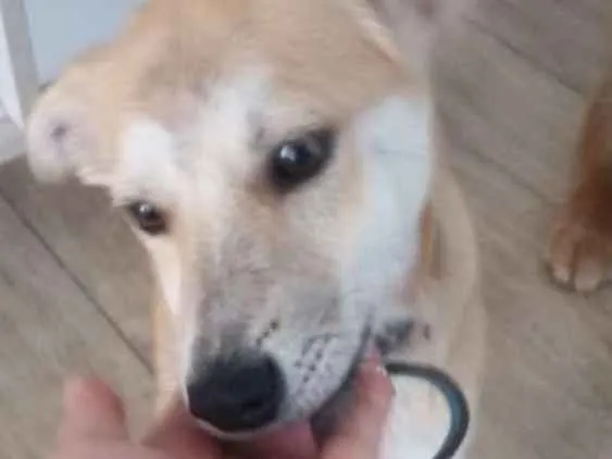 Cachorro raça Vira-lata  idade 2 a 6 meses nome Jhon