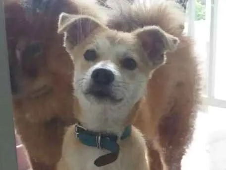 Cachorro raça Vira-lata  idade 2 a 6 meses nome Jhon