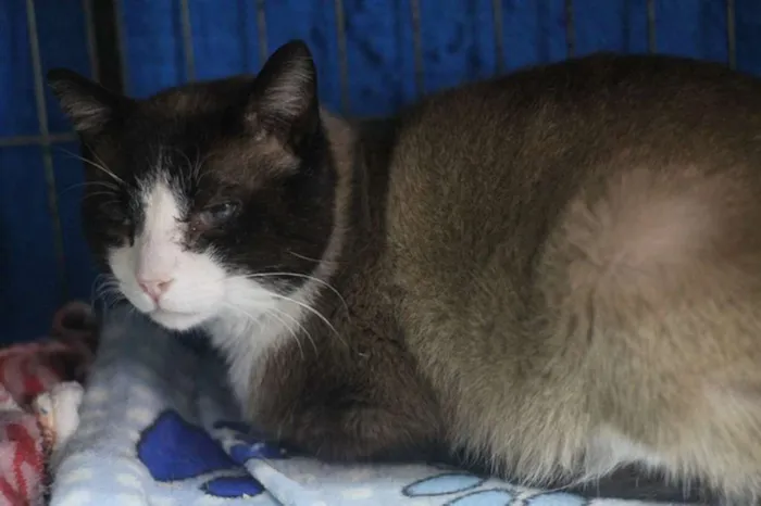 Gato raça SRD idade 3 anos nome Mateus