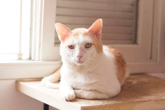Gato ra a SRD idade 4 anos nome Badauí