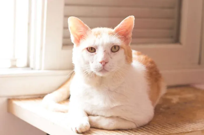 Gato ra a SRD idade 4 anos nome Badauí