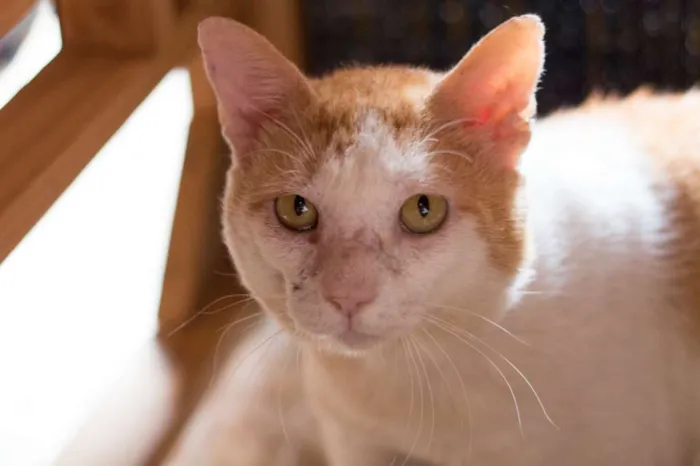 Gato ra a SRD idade 4 anos nome Badauí