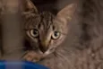 Bastet