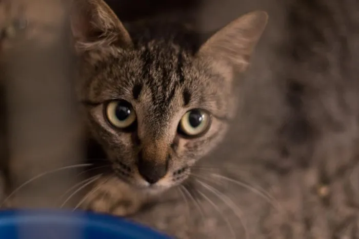 Gato ra a SRD idade 2 a 6 meses nome Bastet