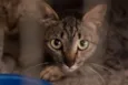 Bastet